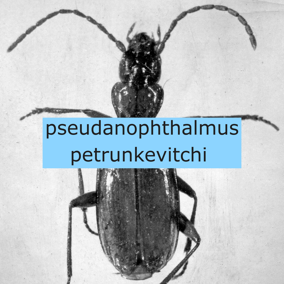 Pseudanophthalmus petrunkevitchi Valentine