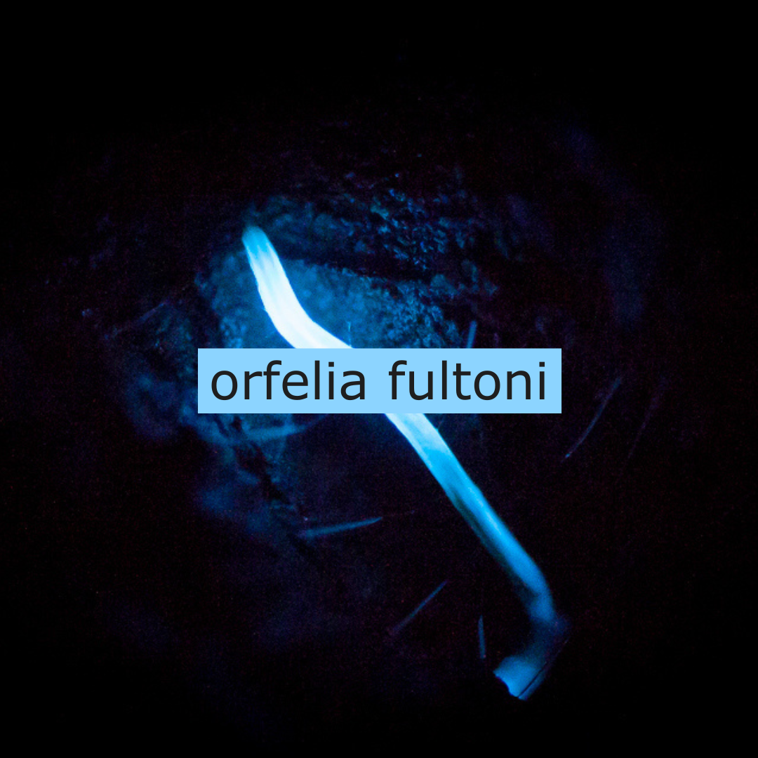 Orfelia fultoni